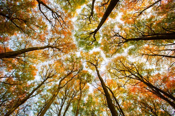 Autumn trees seen from the forest floor