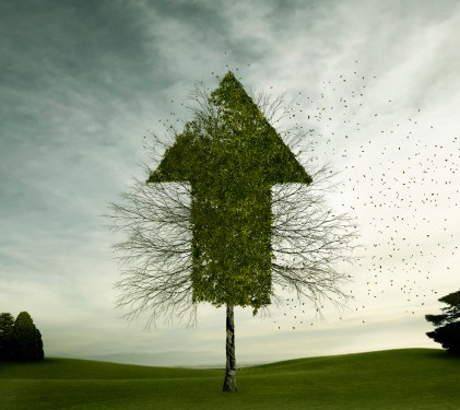 Tree growing in arrow shape